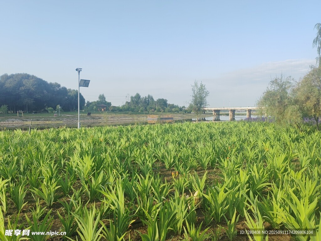 翠绿农田生机盎然的田园景