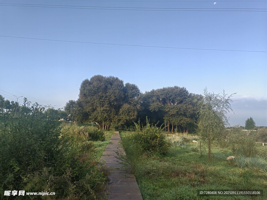乡间小径绿意盎然的风景