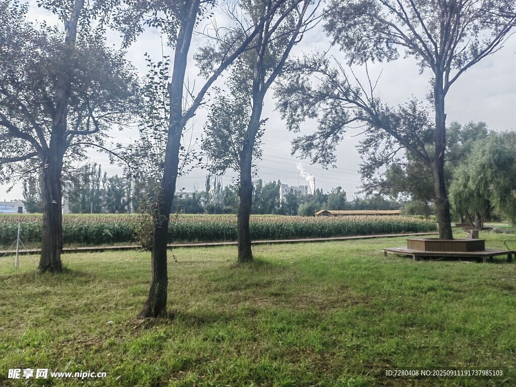 林间草地风光