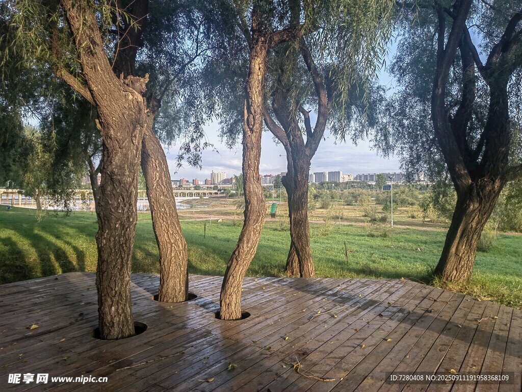 林间木栈道静谧自然景