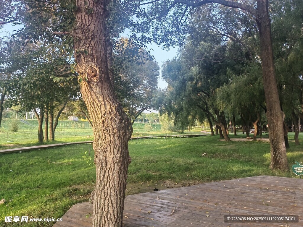 林间小道静谧的自然景致