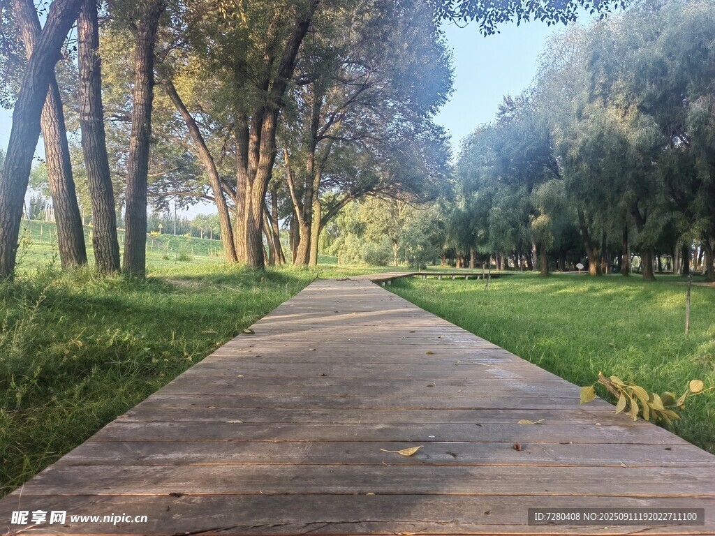 林间漫步道自然清新景