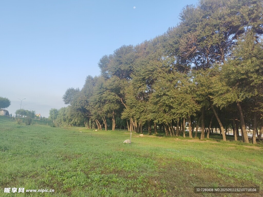 田野边的绿树与开阔草地