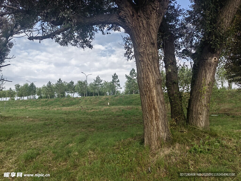 林间草地的静谧自然景致