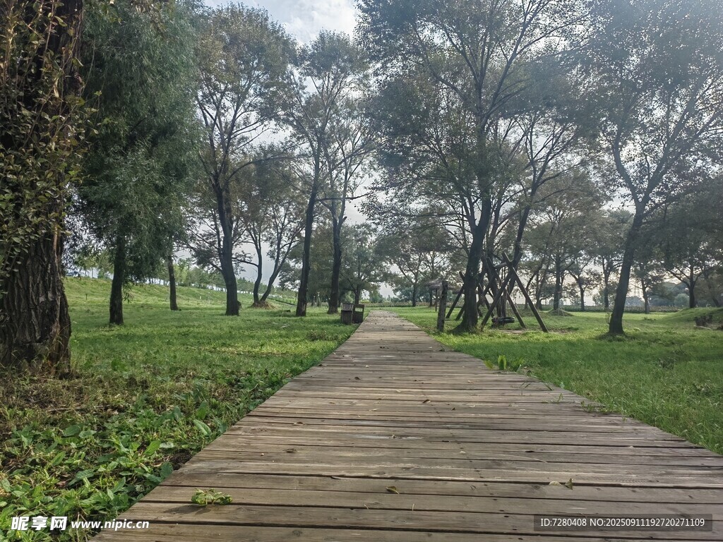 林间木栈道静谧自然景