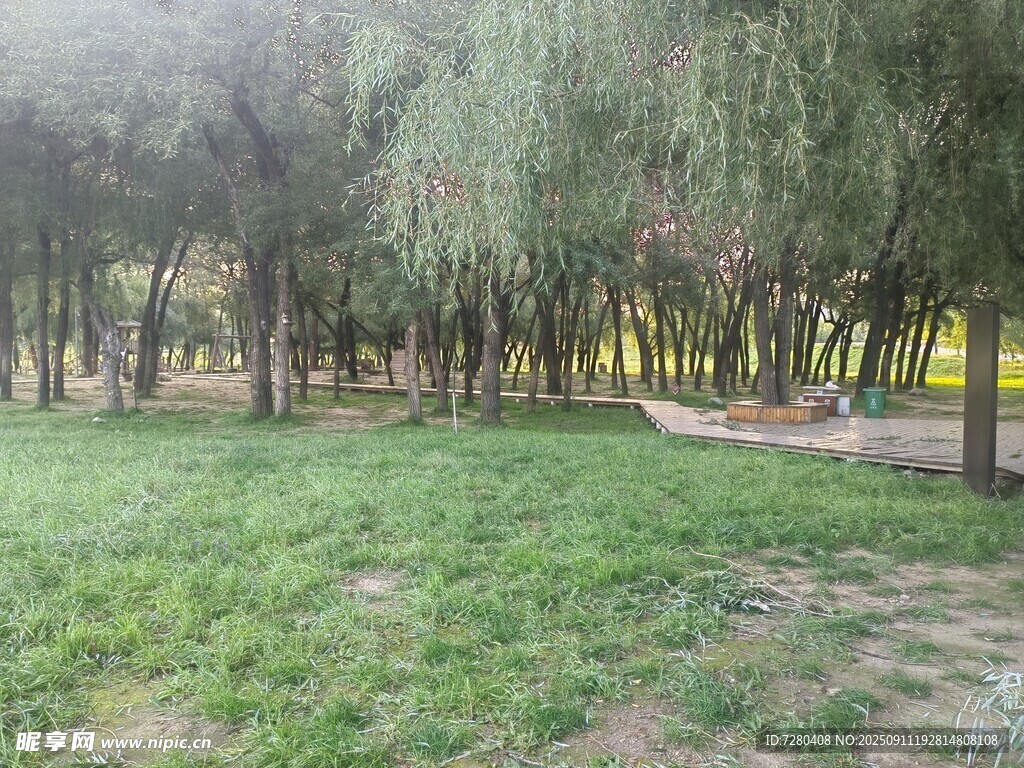 春日柳林草地景观