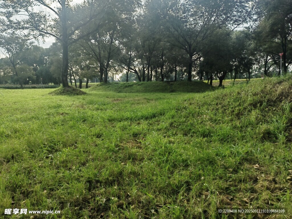 绿意盎然的户外草地景观