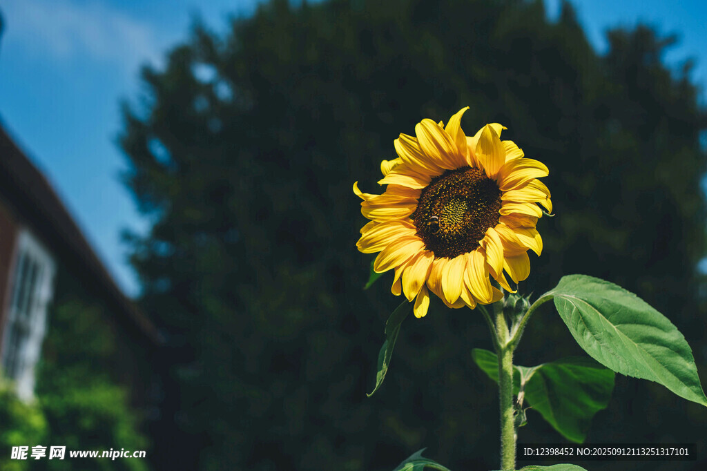 阳光下的灿烂向日葵