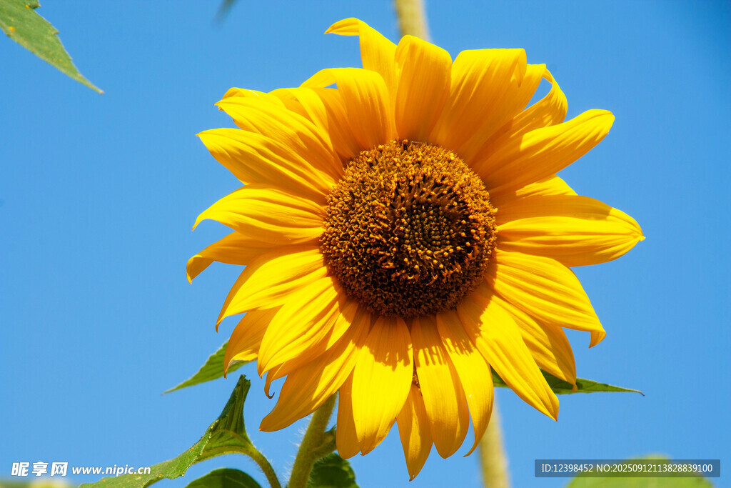 阳光下的灿烂向日葵