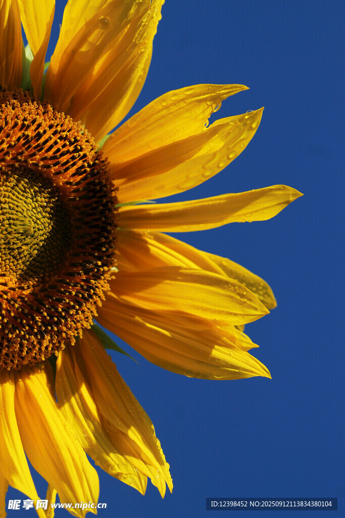 阳光下的灿烂向日葵