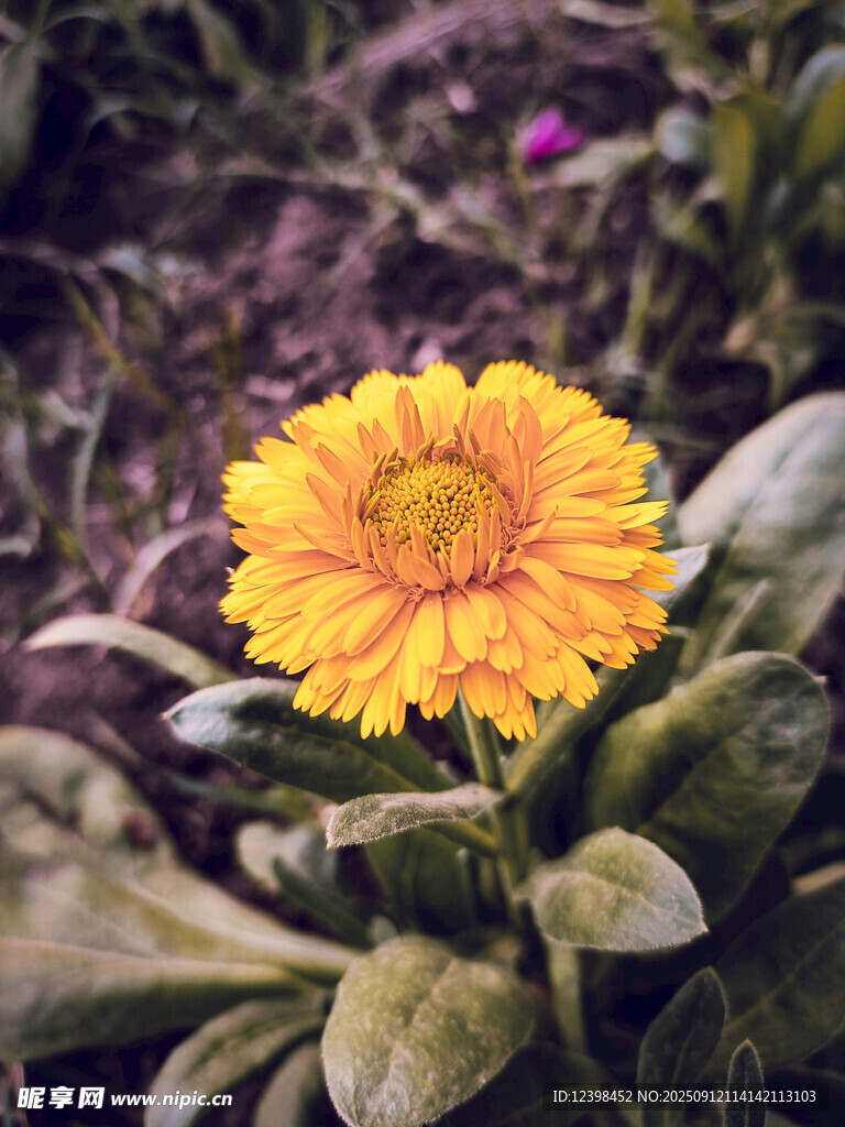 黄色金盏花特写