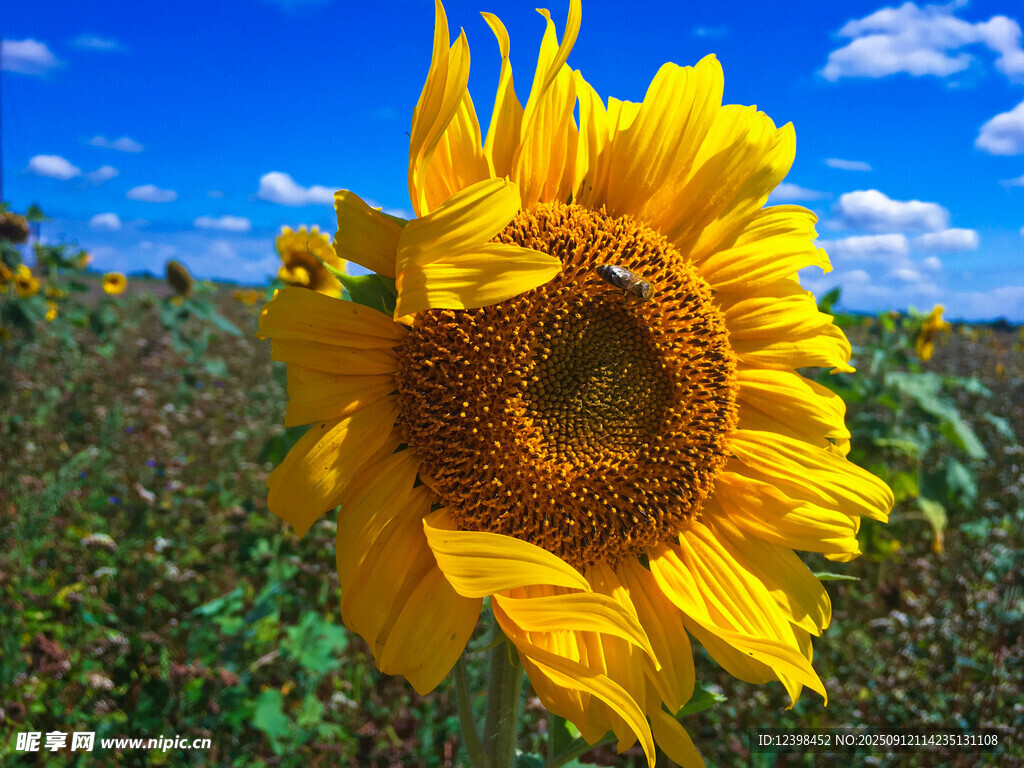 阳光下的灿烂向日葵