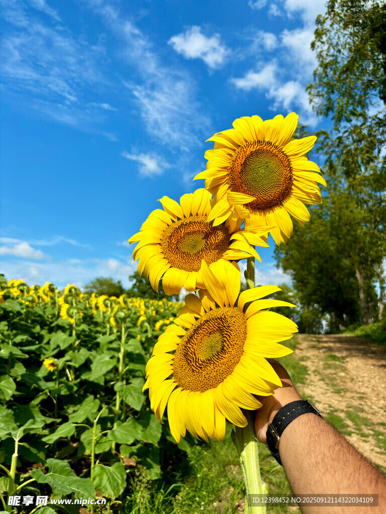 手捧向日葵于灿烂花田