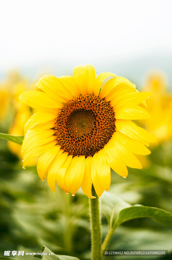 阳光下的灿烂向日葵