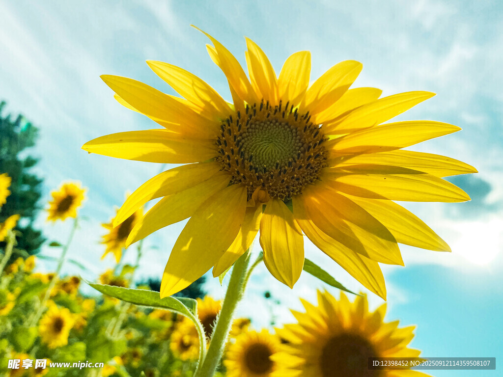 阳光下的灿烂向日葵