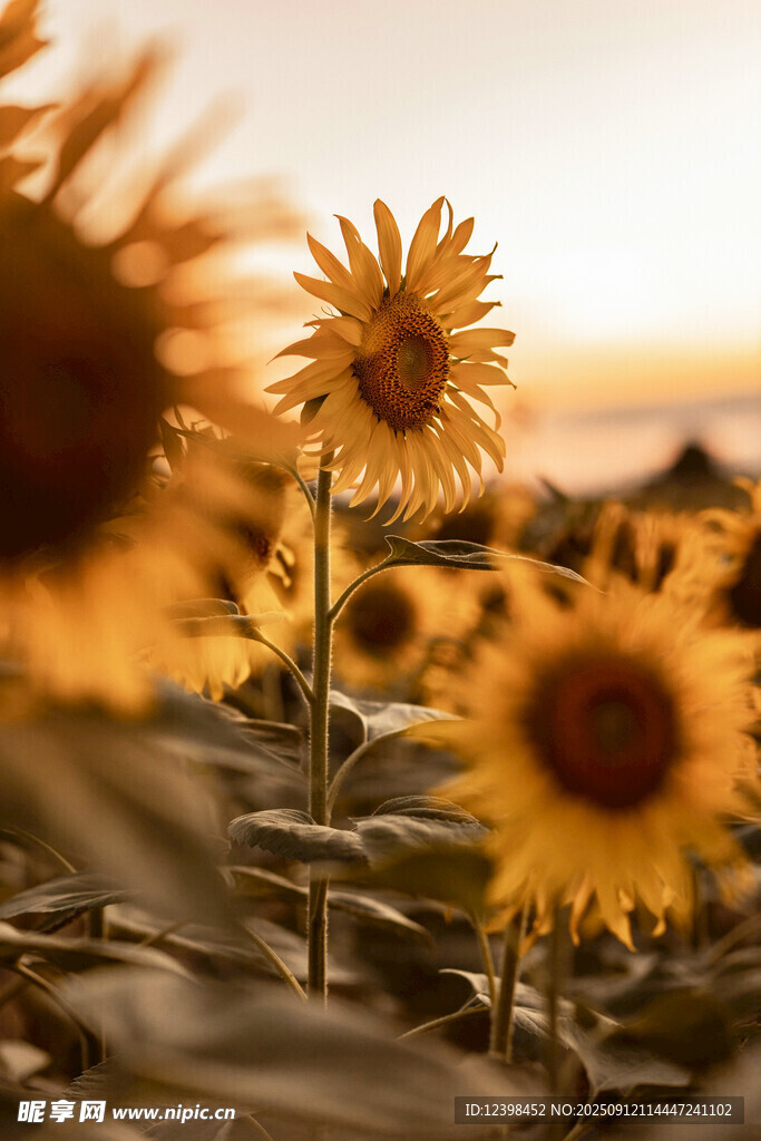 夕阳下的向日葵花海