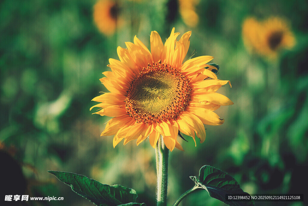 阳光下的灿烂向日葵