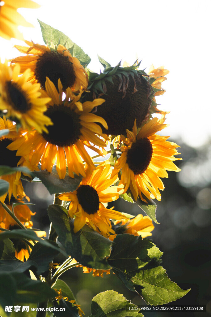 阳光下的灿烂向日葵