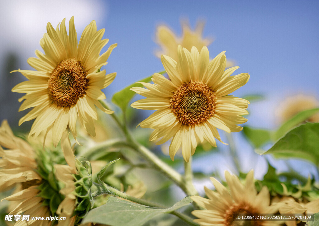 阳光下的灿烂向日葵