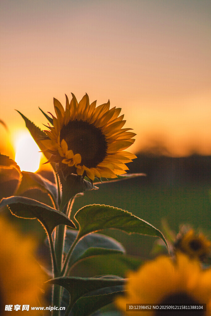 夕阳下的向日葵