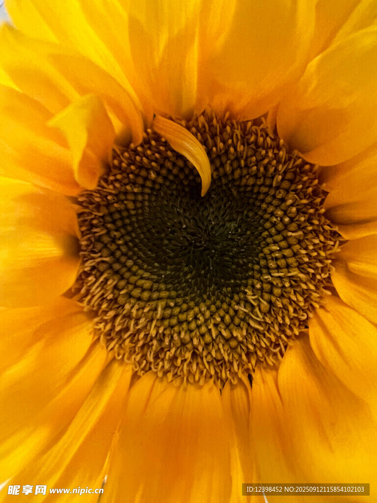 特写向日葵的灿烂花盘