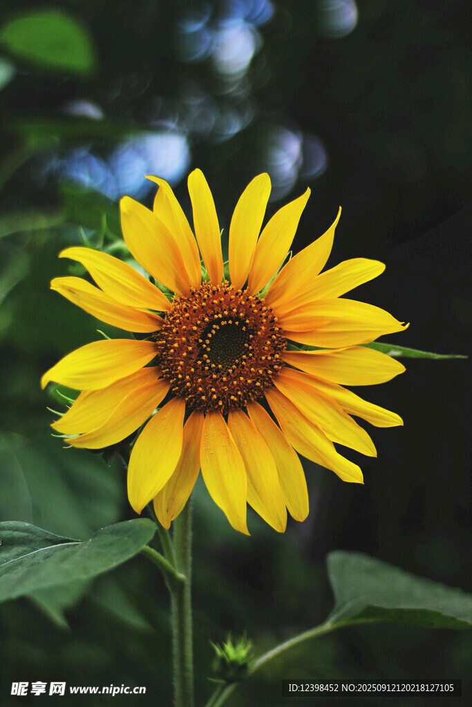 绽放的向日葵