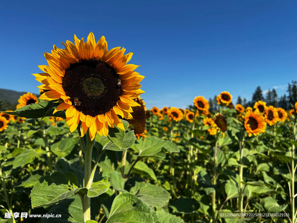 向日葵花海