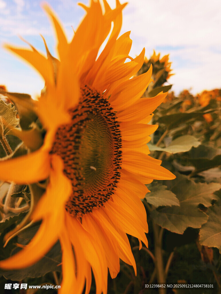 阳光下的灿烂向日葵