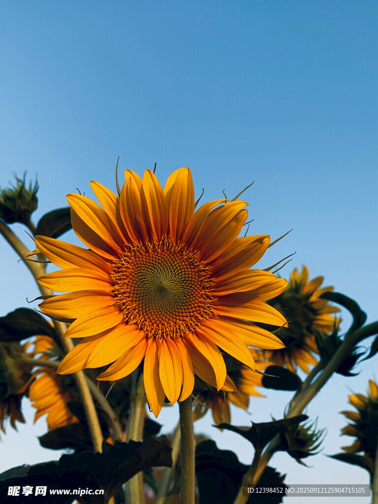 阳光下的灿烂向日葵