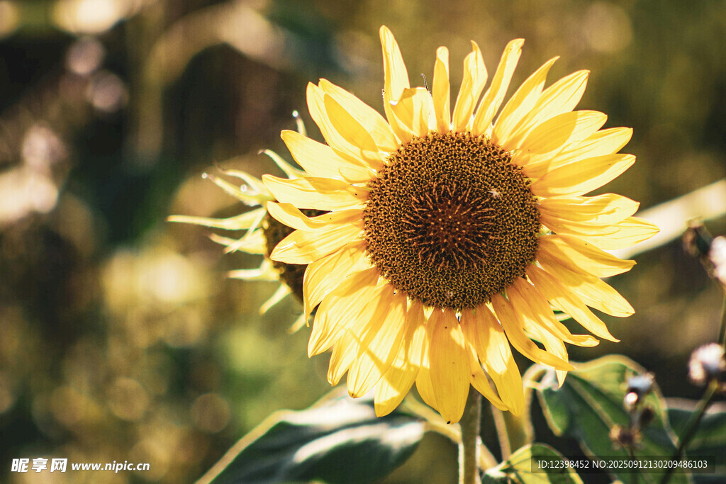 阳光下的灿烂向日葵