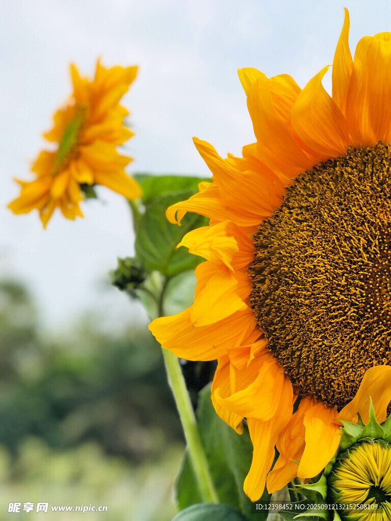 阳光下的灿烂向日葵