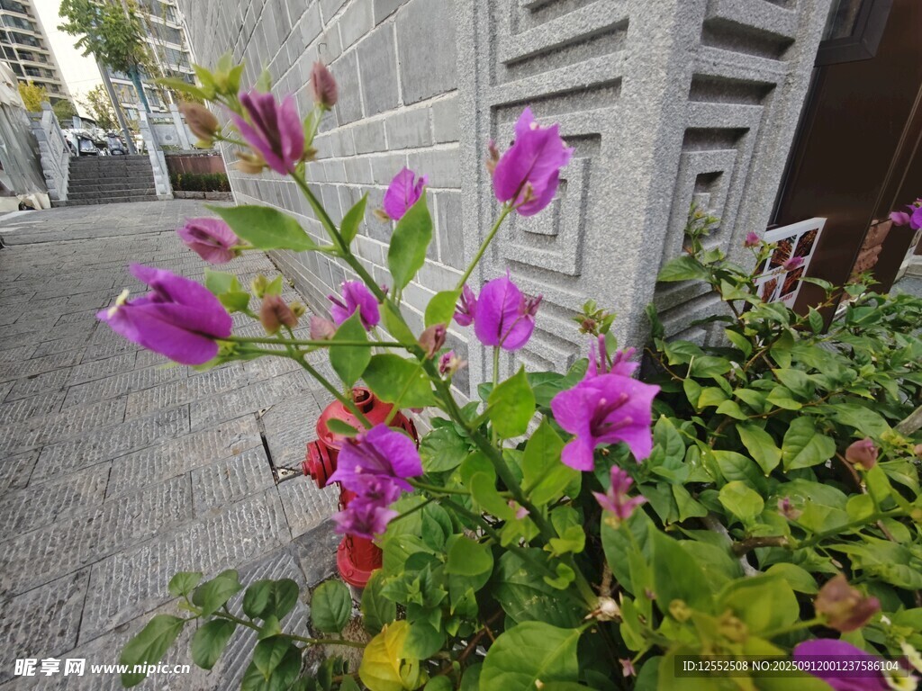 路边绽放的多彩花卉
