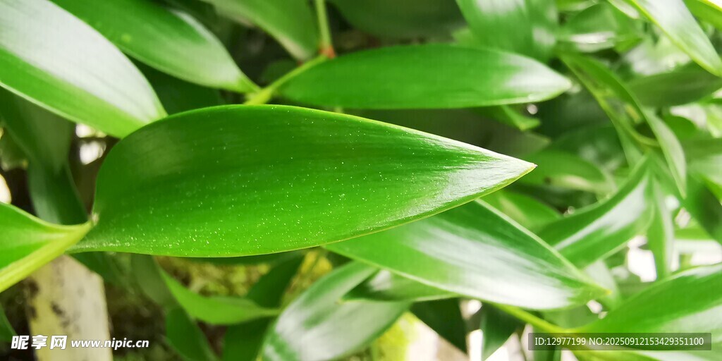 翠绿舒展的兰科植物叶片