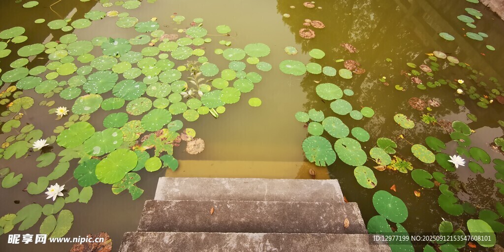 水边石阶上的漂浮荷叶