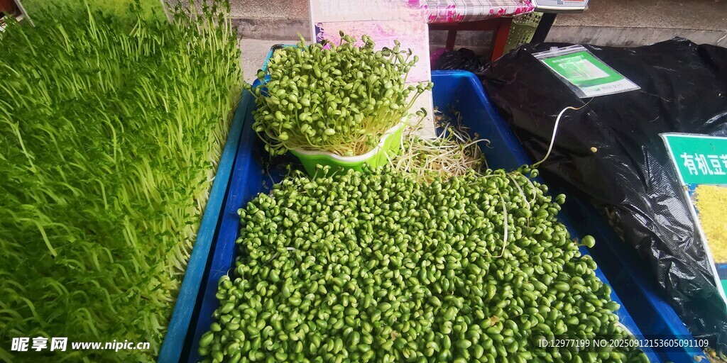 豆芽菜 室内绿植培育场景