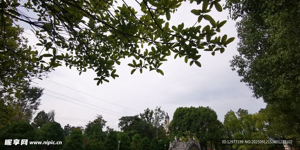 仰视林间枝叶与天空