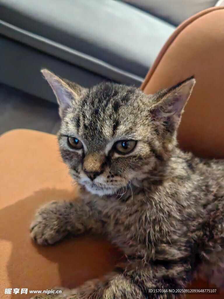 可爱小猫咪惬意躺椅上