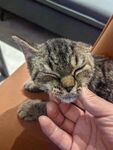 手抚闭眼猫咪超治愈