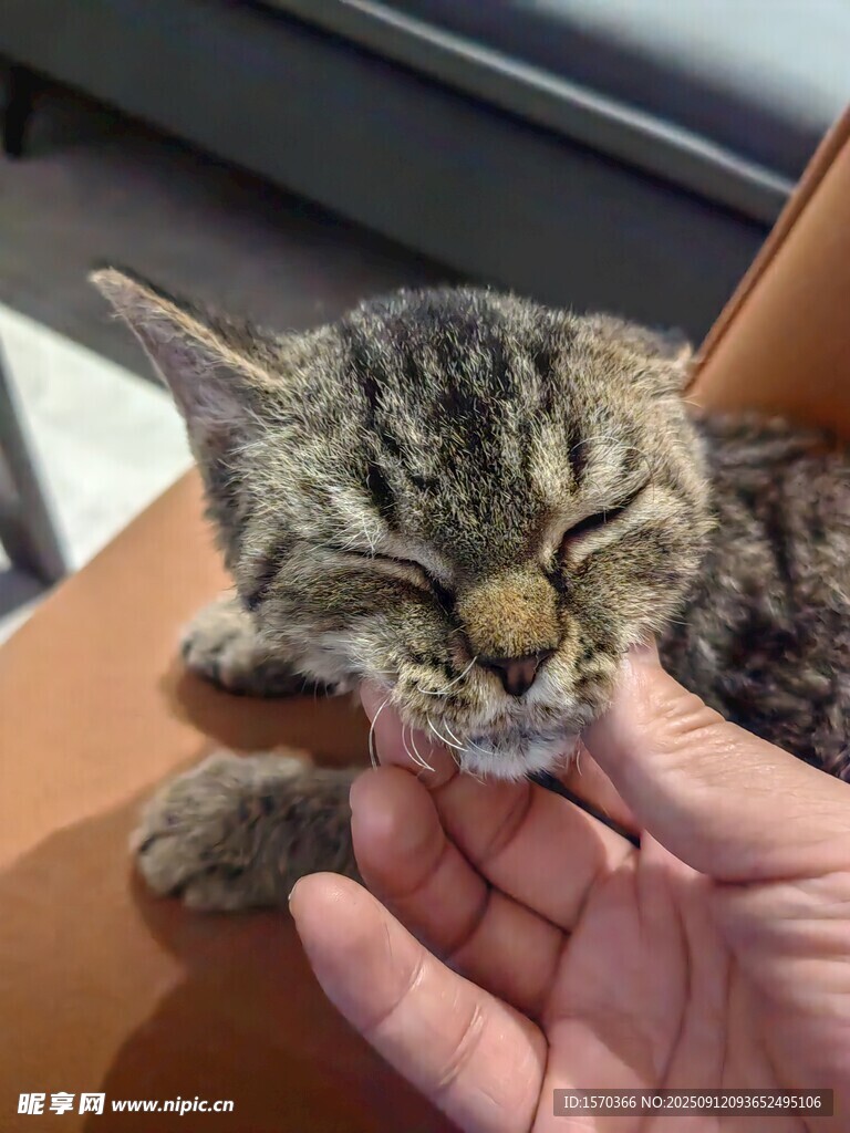 手抚闭眼猫咪超治愈