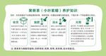 盆景养护