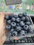 新鲜饱满的蓝莓待品尝