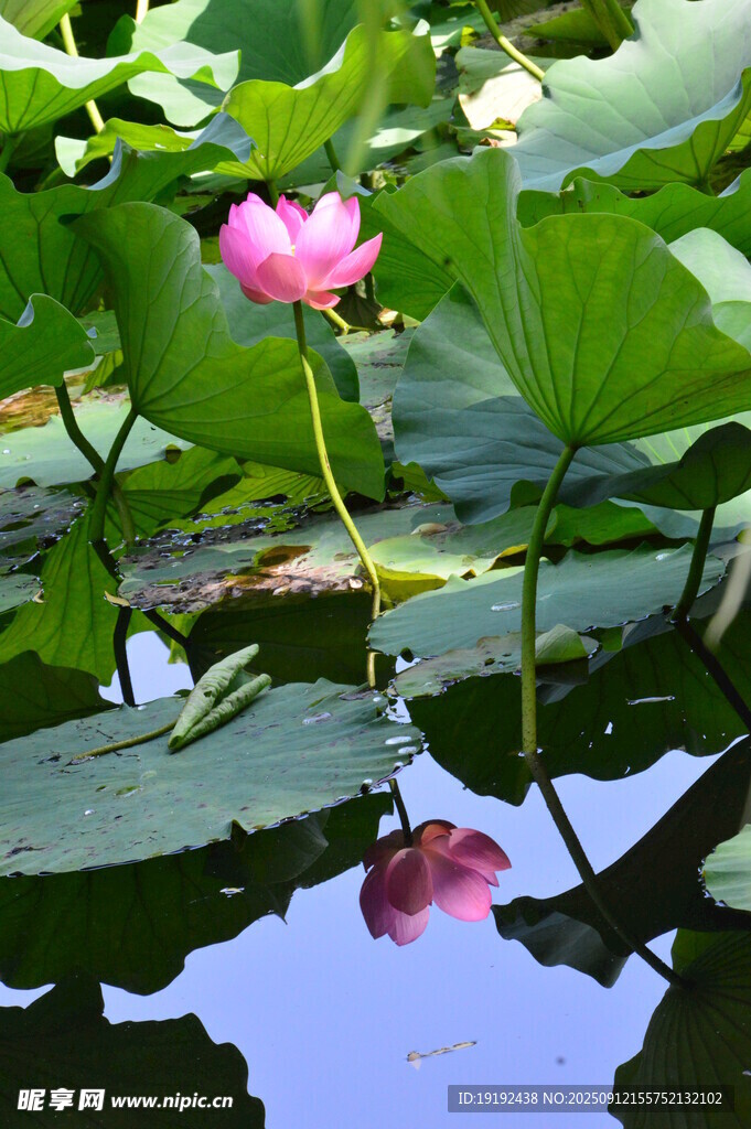 荷花荷叶  