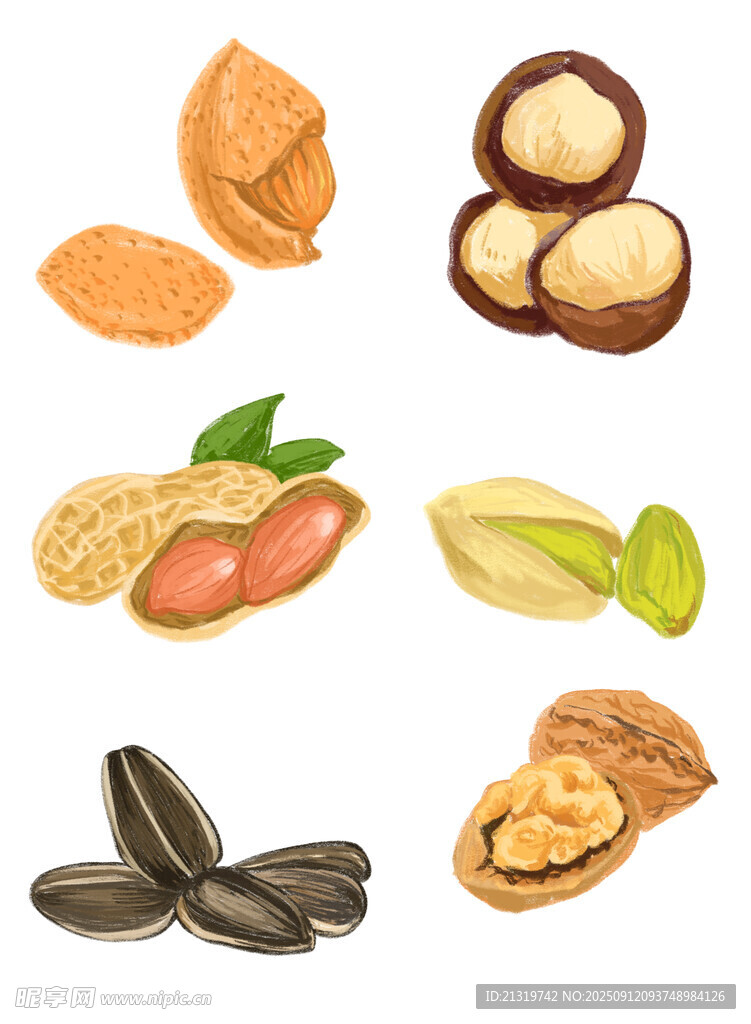 干果插画素材