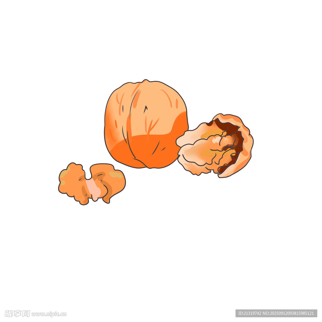 核桃插画素材
