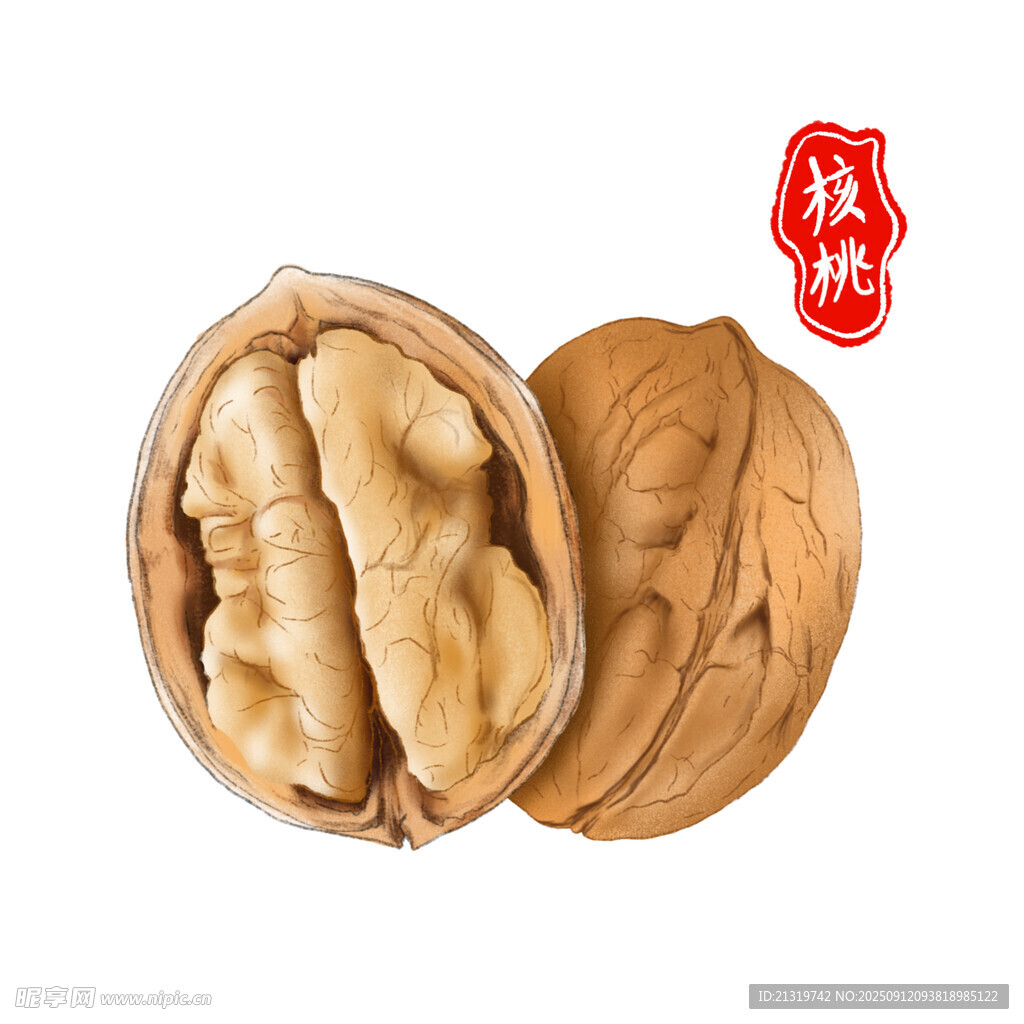 核桃插画