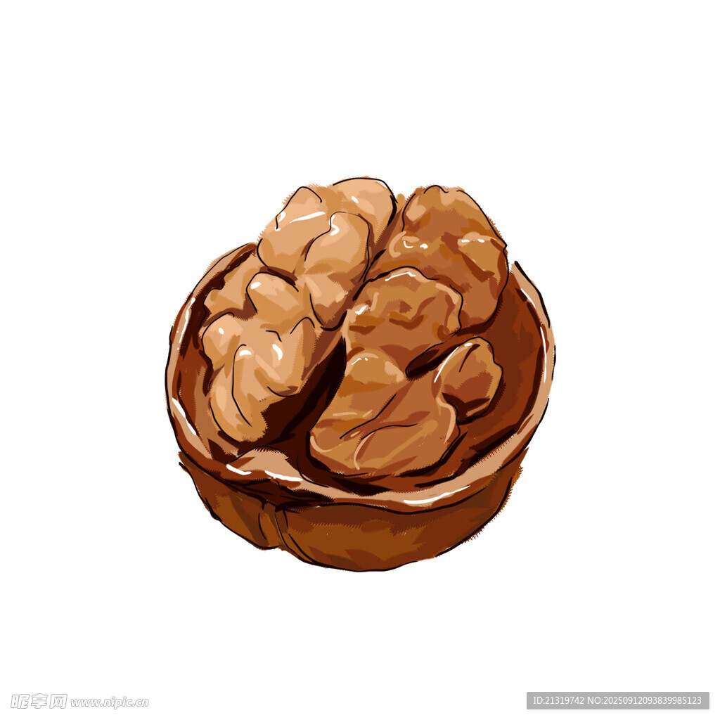 核桃插画