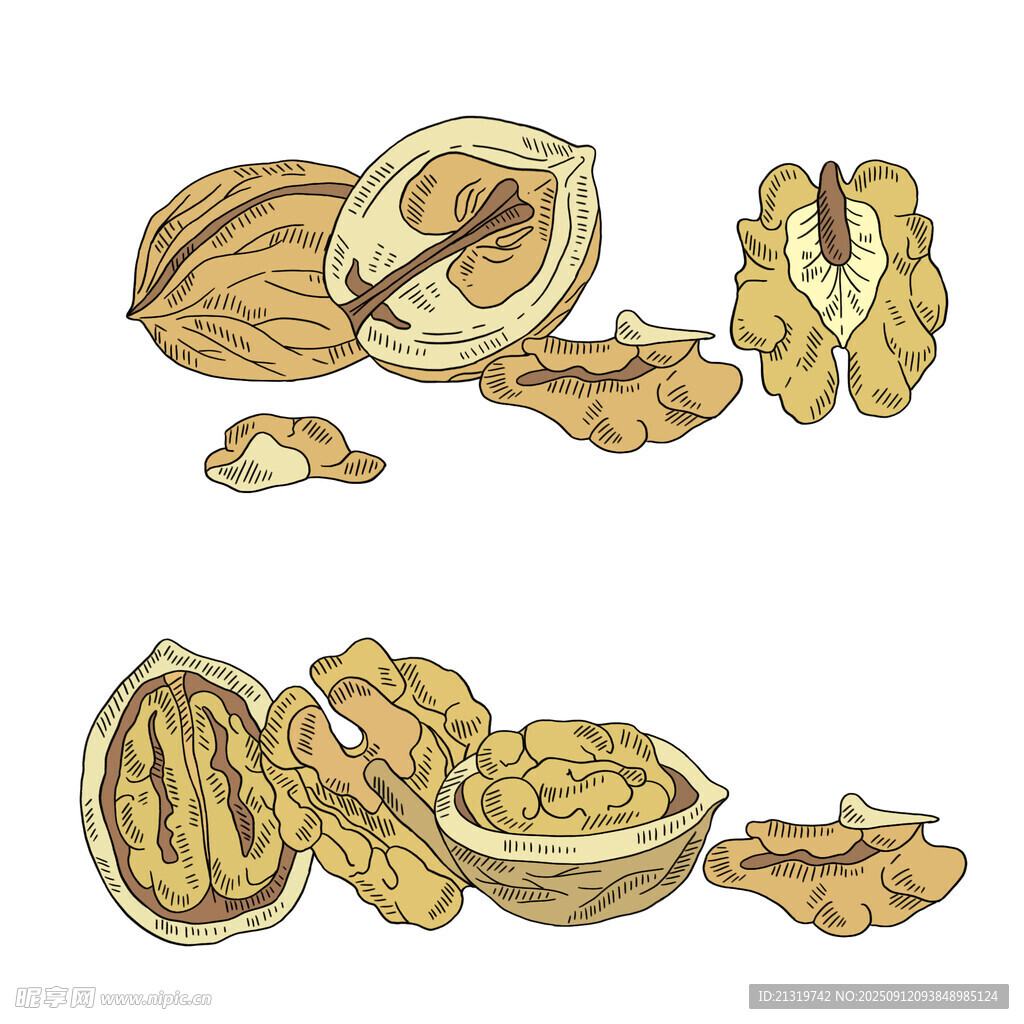 核桃插画