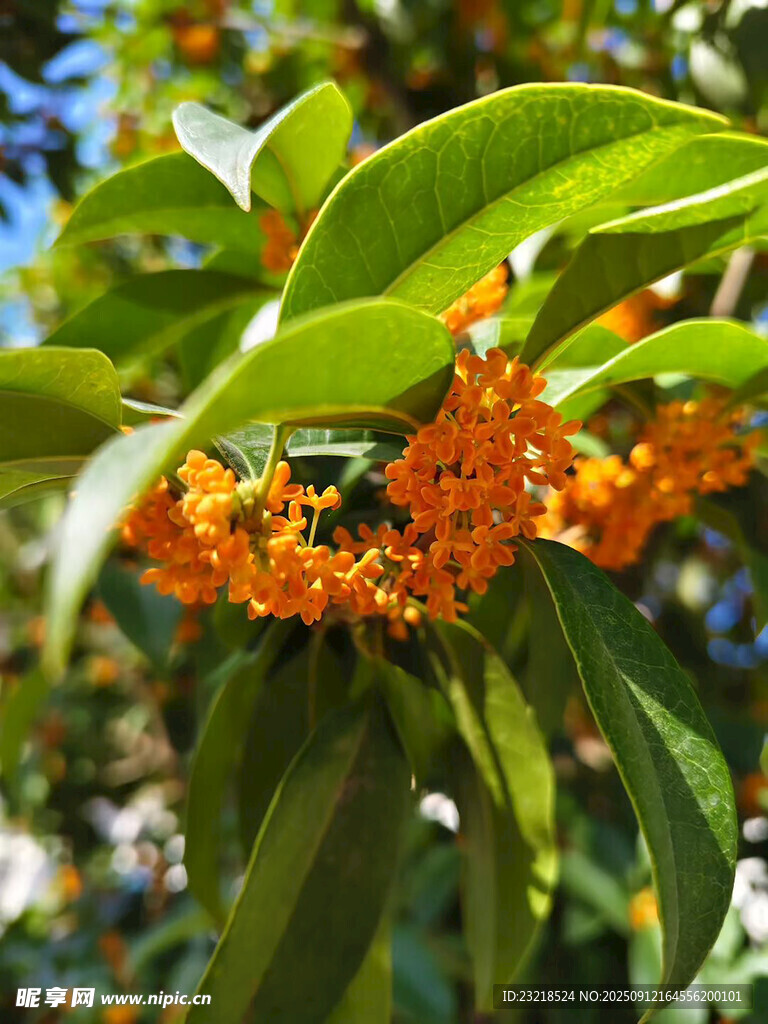 桂花
