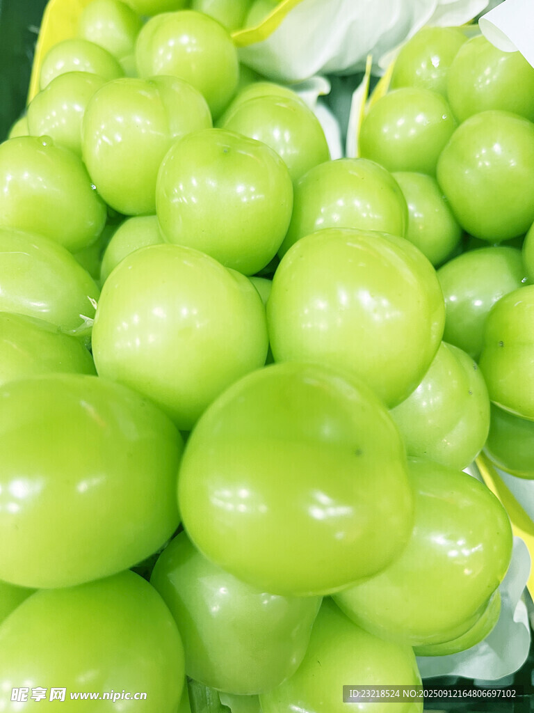 阳光玫瑰