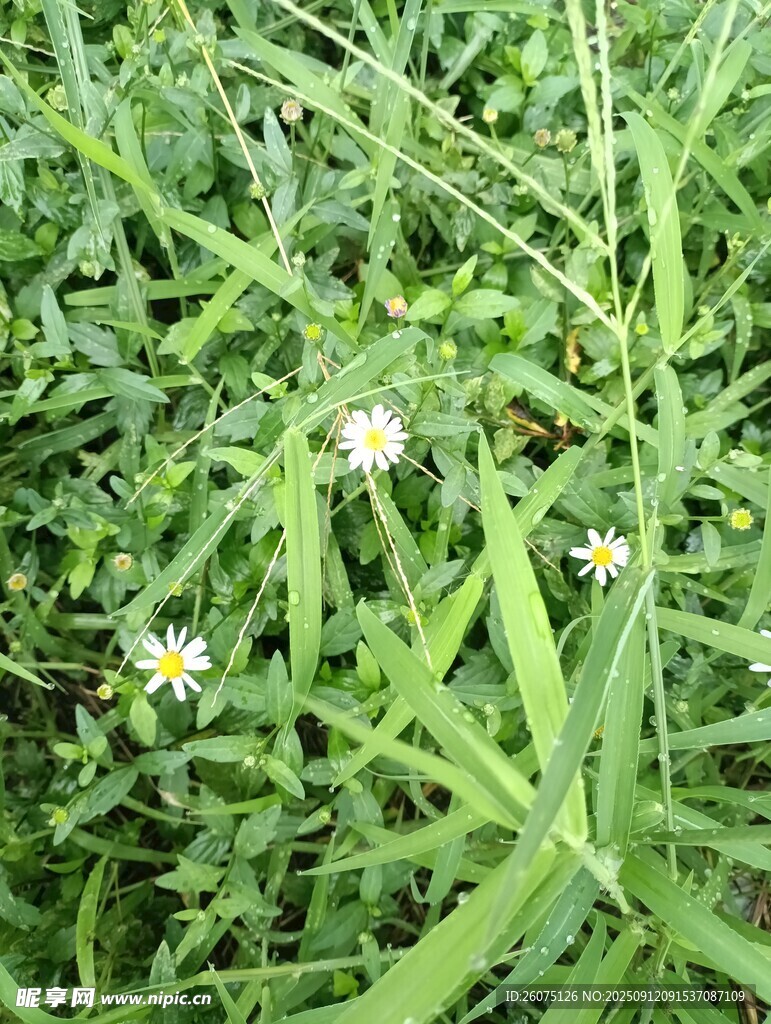 草丛中的小白花